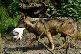 NGP02092639 Iberische wolf / Canis lupus signatus