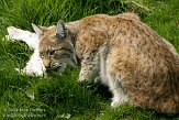 NGP02092653 Euraziatische lynx / Lynx lynx