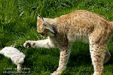 NGP02092659 Euraziatische lynx / Lynx lynx