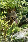 NGP02092713 Iberische wolf / Canis lupus signatus