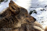 NGP01101083 Iberische wolf / Canis lupus signatus
