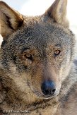 NGP01101095 Iberische wolf / Canis lupus signatus