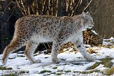 NGP01101210 Euraziatische lynx / Lynx lynx