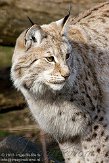 NGP02101400 Euraziatische lynx / Lynx lynx