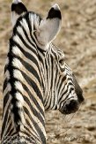 NGP02101478 Damara zebra / Equus quagga burchellii