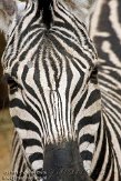NGP01110387 Damara zebra / Equus quagga burchellii