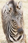 NGP01110391 Damara zebra / Equus quagga burchellii