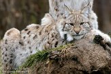 NGP01110462 Euraziatische lynx / Lynx lynx