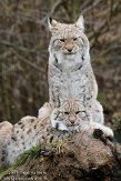 NGP01110469 Euraziatische lynx / Lynx lynx