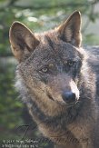 NGP02113352 Iberische wolf / Canis lupus signatus
