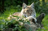 NGP02113366 Euraziatische lynx / Lynx lynx