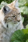 NGP02113383 Euraziatische lynx / Lynx lynx