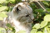 NGP02113384 Euraziatische lynx / Lynx lynx