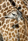 NGP03113650 Rothschildgiraffe / Giraffa camelopardalis rothschildi