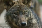 NGP01122250 Iberische wolf / Canis lupus signatus