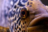 NAL01093422 jaguar cichlide / Parachromis managuensis