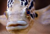 NAL01093440 jaguar cichlide / Parachromis managuensis