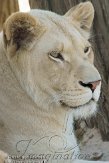 NMV01113305 Transvaalleeuw / Panthera leo krugeri