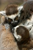 NNP01121959 ringstaartmaki / Lemur catta