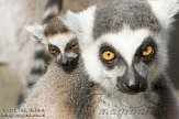 NNP01121962 ringstaartmaki / Lemur catta