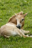 NNL01107983 przewalskipaard / Equus ferus przewalskii
