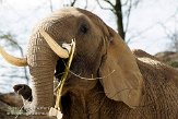 NOD01081399 Zuid-Afrikaanse olifant / Loxodonta africana africana