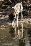 NOD01081420 Europese wolf / Canis lupus lupus