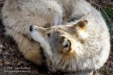 NOD01081454 Europese wolf / Canis lupus lupus