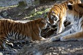 NOD01081528 Siberische tijger / Panthera tigris altaica