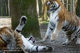 NOD01081536 Siberische tijger / Panthera tigris altaica