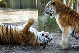 NOD01081538 Siberische tijger / Panthera tigris altaica