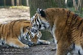 NOD01081542 Siberische tijger / Panthera tigris altaica