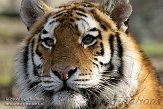NOD01081558 Siberische tijger / Panthera tigris altaica
