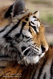 NOD01081573 Siberische tijger / Panthera tigris altaica