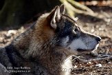 NOD01081591 Europese wolf / Canis lupus lupus
