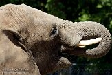 NOD01093620 Zuid-Afrikaanse olifant / Loxodonta africana africana