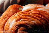 NOD01093657 Cubaanse flamingo / Phoenicopterus ruber