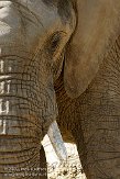 NOD01093726 Zuid-Afrikaanse olifant / Loxodonta africana africana