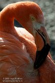 NOD01093873 Cubaanse flamingo / Phoenicopterus ruber
