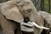 NOD01103133 Zuid-Afrikaanse olifant / Loxodonta africana africana