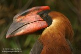 NOD01127040 rosse neushoornvogel / Buceros hydrocorax