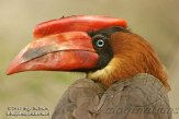 NOD01127045 rosse neushoornvogel / Buceros hydrocorax