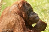 NOD01127088 Borneo orang-oetan / Pongo pygmaeus