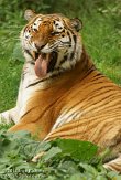 NOD01127164 Siberische tijger / Panthera tigris altaica