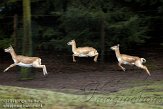 NZO01111213 Indische antilope / Antilope cervicapra