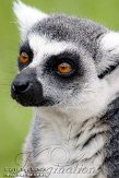 NZO02115115 ringstaartmaki / Lemur catta