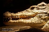 NRS0108A862 Cubaanse krokodil / Crocodylus rhombifer