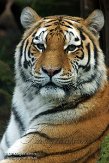 NDA02156889 Siberische tijger / Panthera tigris altaica