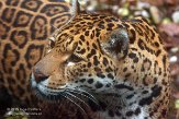 NDE01151443 jaguar / Panthera onca