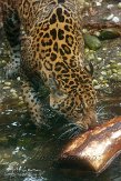 NDE01151480 jaguar / Panthera onca